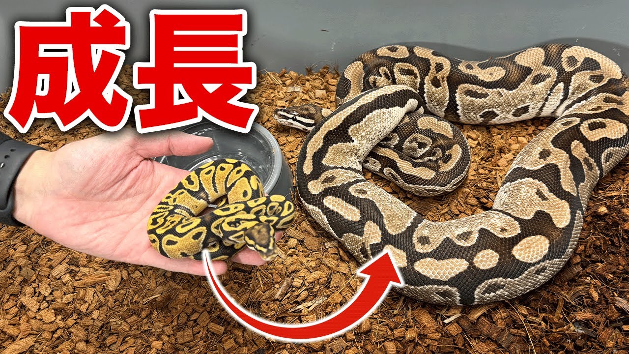 【巨大すぎる？】ボールパイソンが成長するとここまでなります