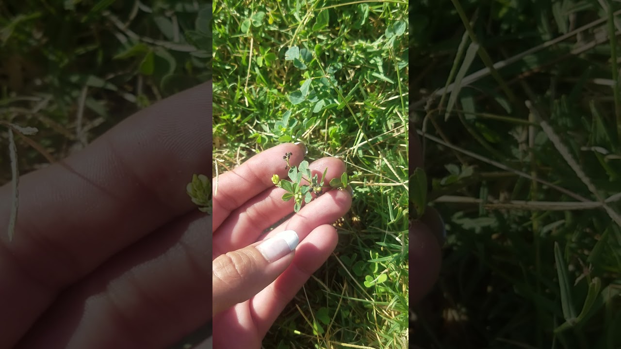 Clover vs. Shamrock | how to identify in your lawn
