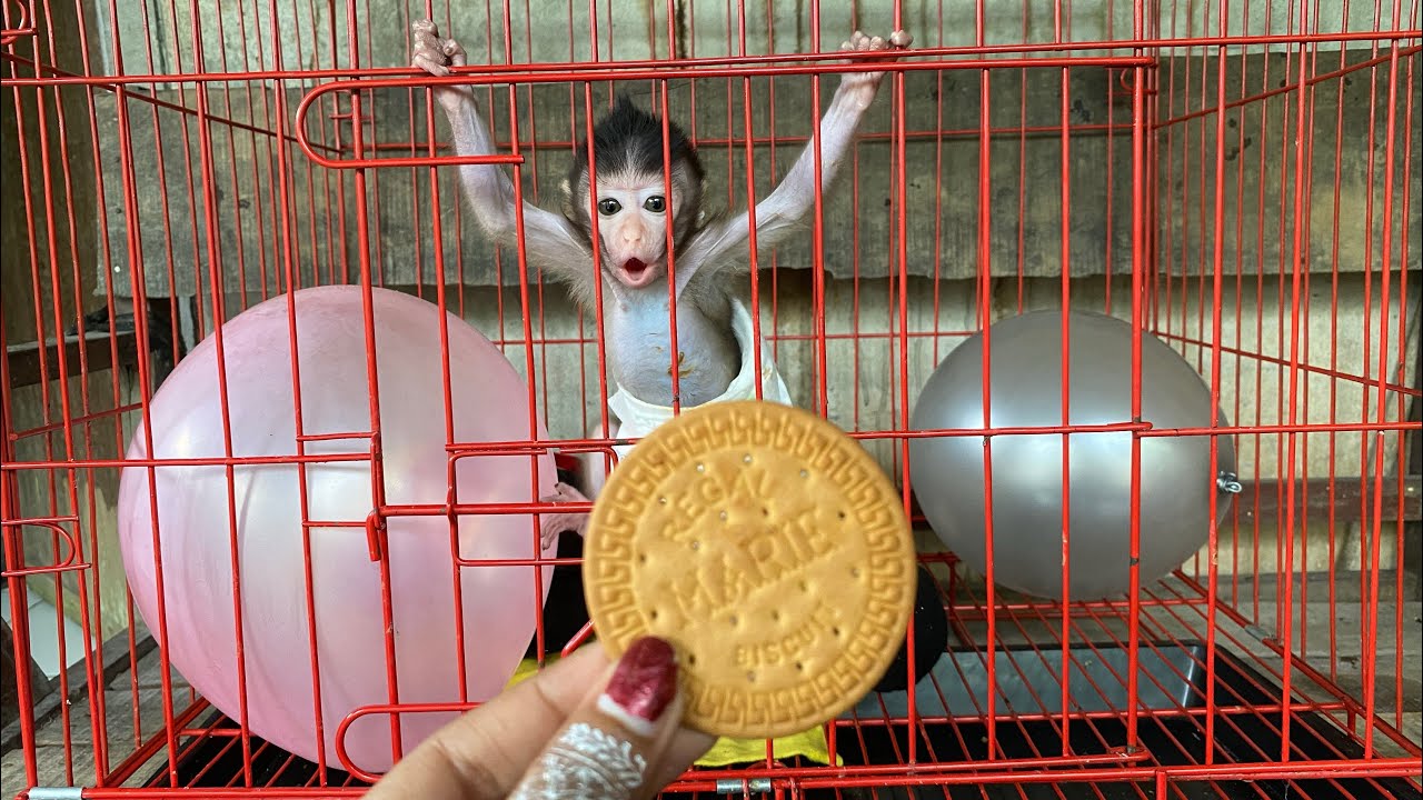 Baby Monkey Popo Is Hungry
