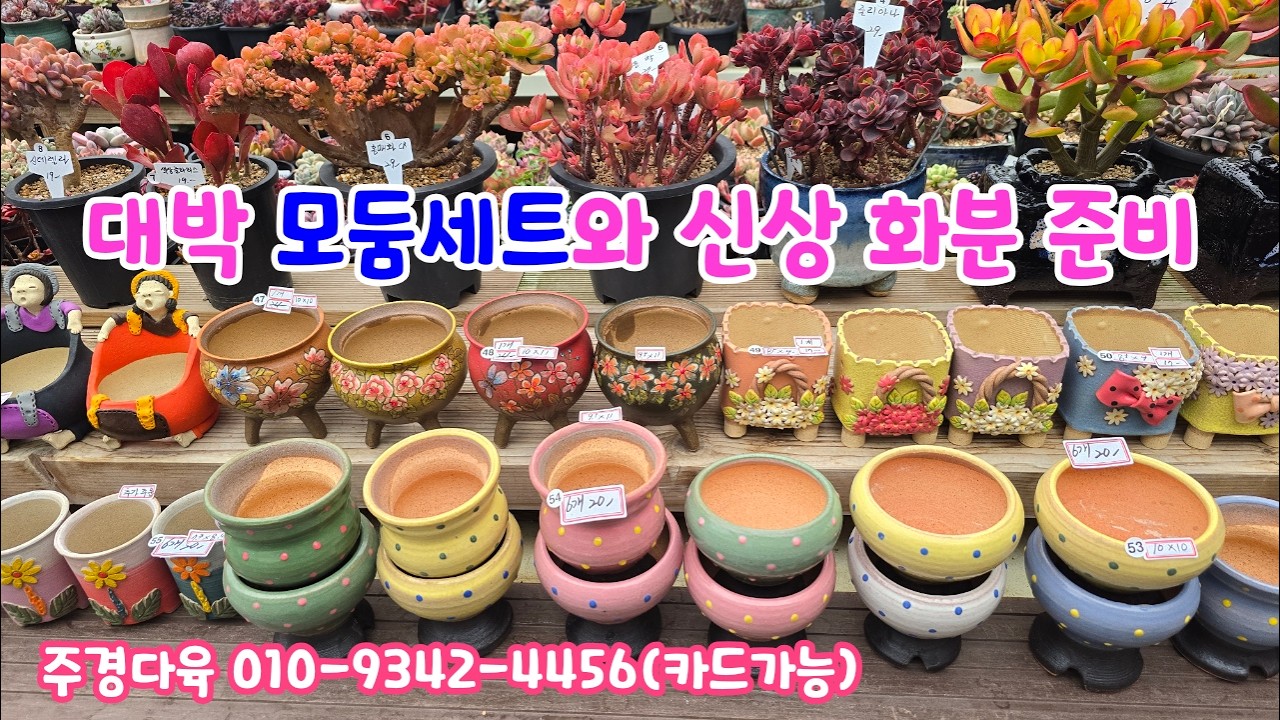 260227📍#주경다육 모둠세트 바이수분 읍내분 양샘분 피어나분 강천분 홍시분 녹우분 홍매화 염좌 줄리아나 홍학 색상글라리스