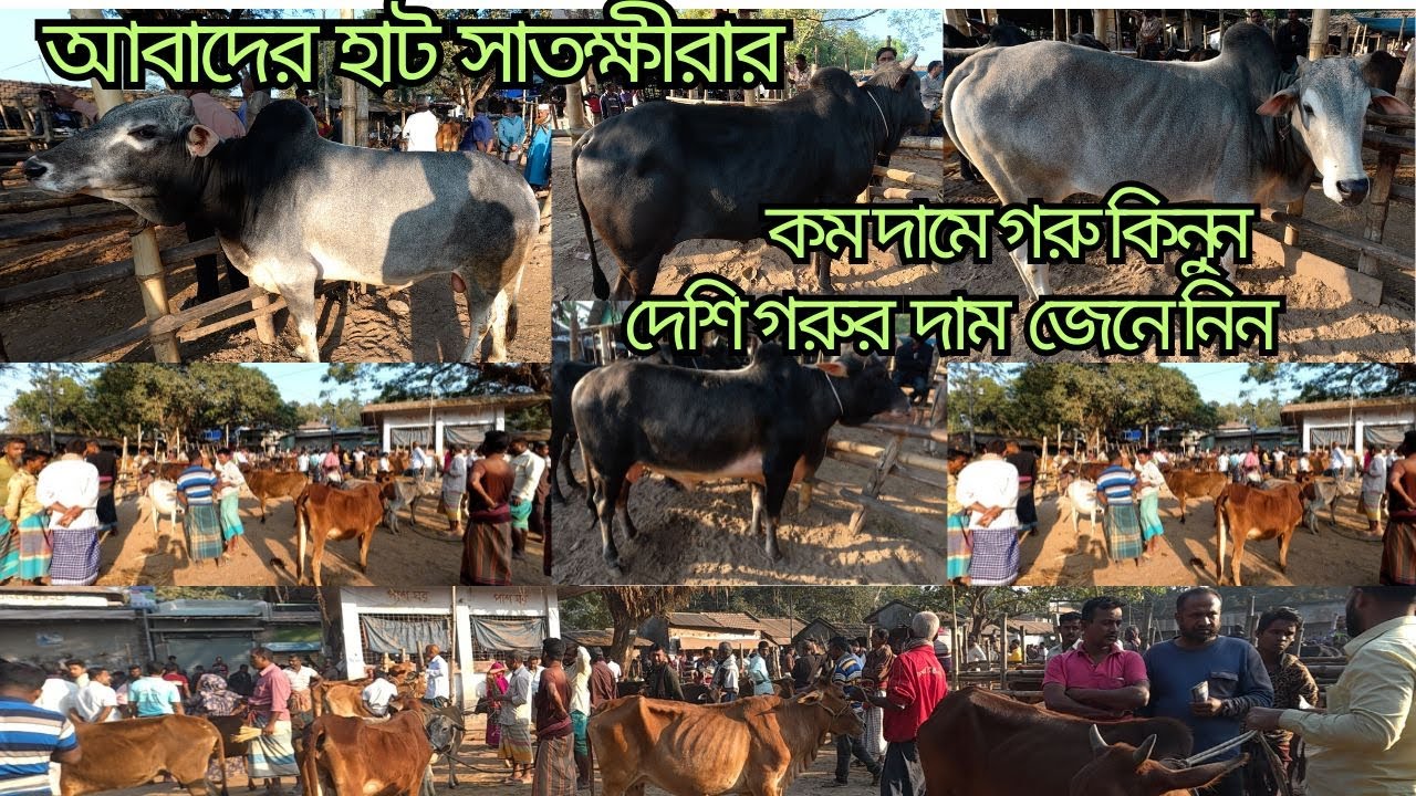 আবাদের হাট সাতক্ষীরার সবথেকে বড় গরুর হাট গ্রামীণ গরুর হাট কম দামে গরু কিনুন দেশি গরু
