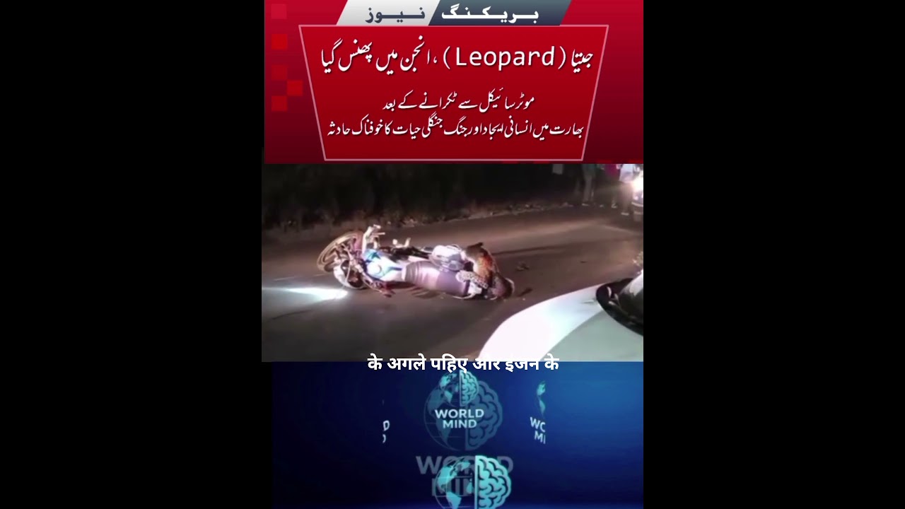 Leopard Crashes Into Motorcycle in India | Shocking Wildlife Encounter