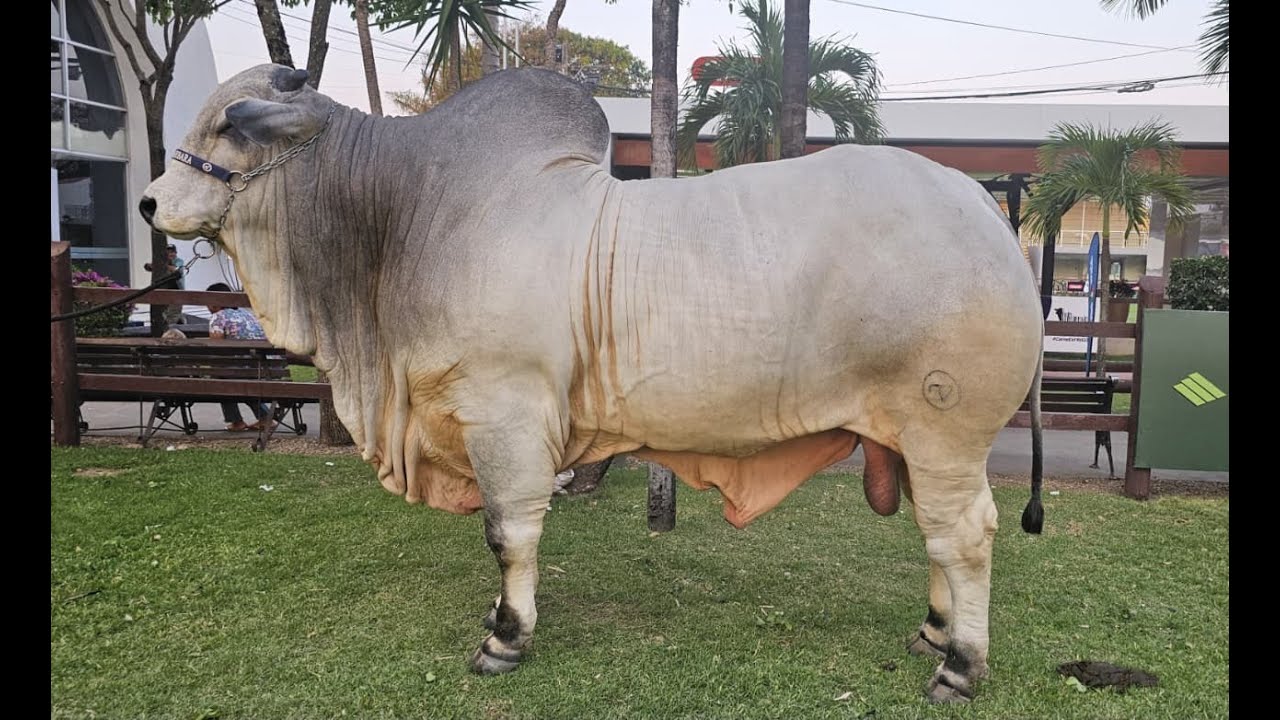 EXPOCRUZ 2025 PRESENTÓ a los más PESADOS 🐂🔥