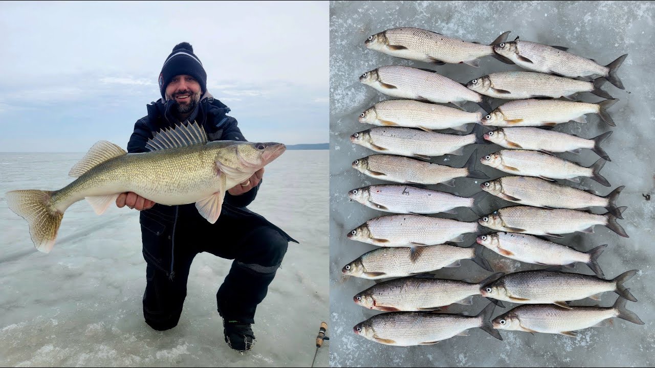 TANK Walleye and 2-Man LIMIT of Whitefish! on Green Bay 2-7-24