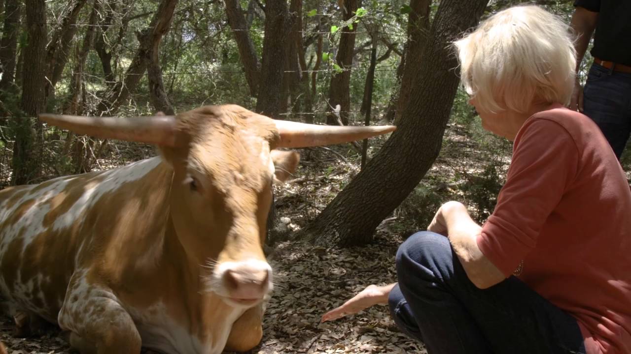 The Hook: Meet Bevo XV