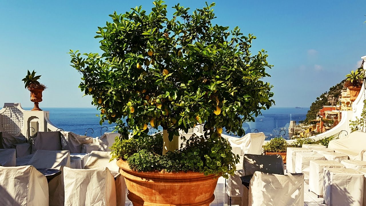 5 Reasons Why LEMONS are the BEST Fruit Tree to GROW in Containers or Pots