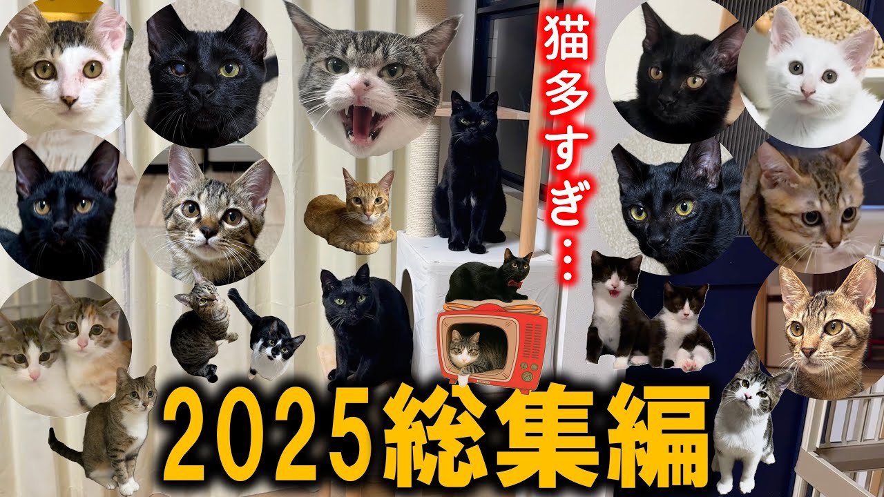 24匹の猫と過ごした1年のまとめ！里親へ行った子やこっちゃんの現在もお届けします