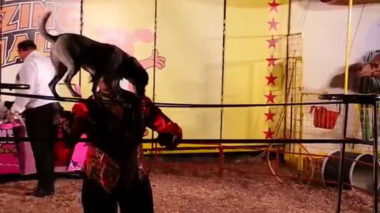 Seminole County Fair 2013: Dog tricks circus show