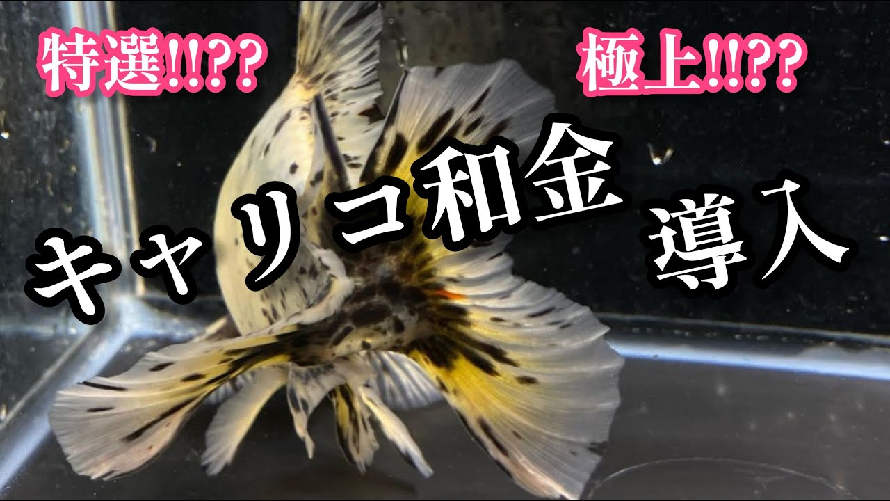 極上！！キャリコ和金にビビる