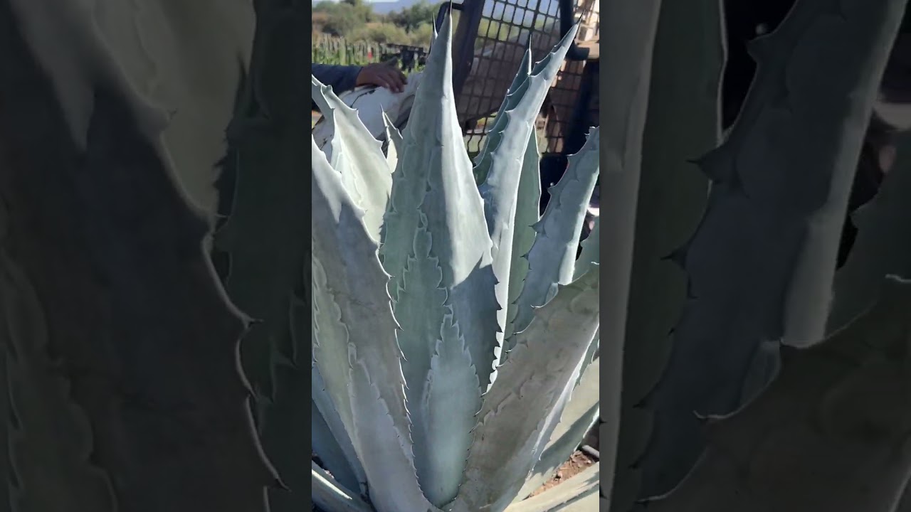 How to load big 25gallon plants onto truck