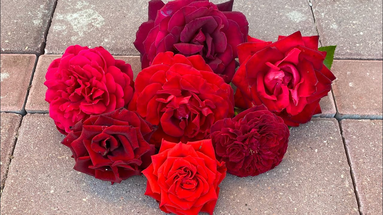ЦВЕТЕНИЕ РОЗ 2023🥰🌹. СРАВНИВАЕМ ПОПУЛЯРНЫЕ СОРТА РОЗ🧐🌹❤️. РОЗЫ ПО УЦЕНКЕ😅