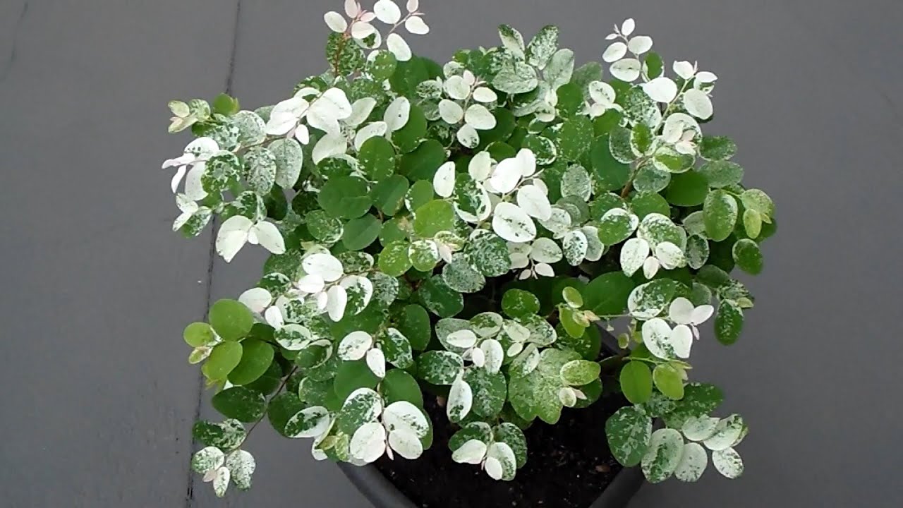 Házi Növény - Bokrok