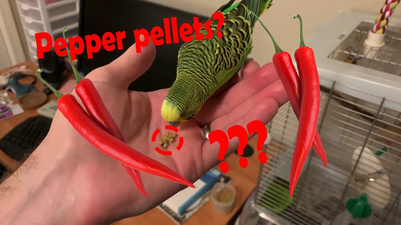 Bird pellets made from... peppers?