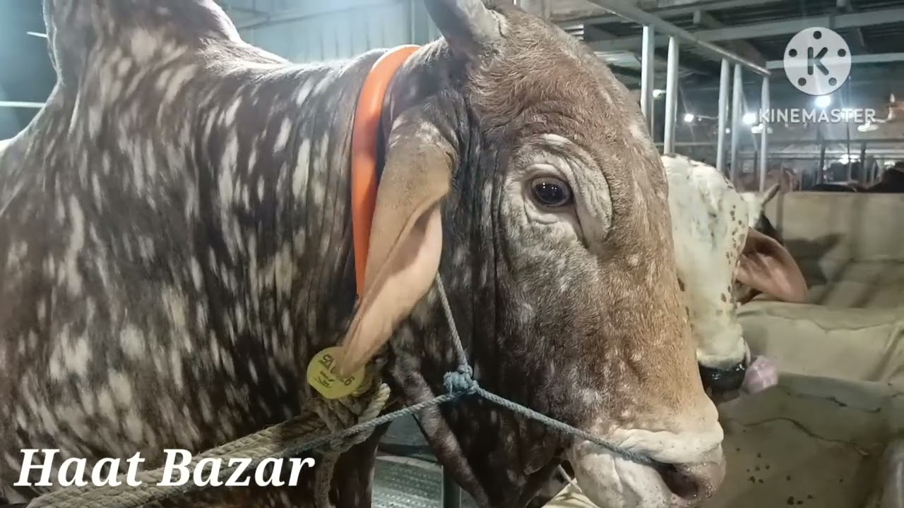 🔴 Pakra Bull Brahman Cross,Printet Bull Collection 2025 | Cow Farm In Bangladesh | Sadeeq Agro Farm🐄