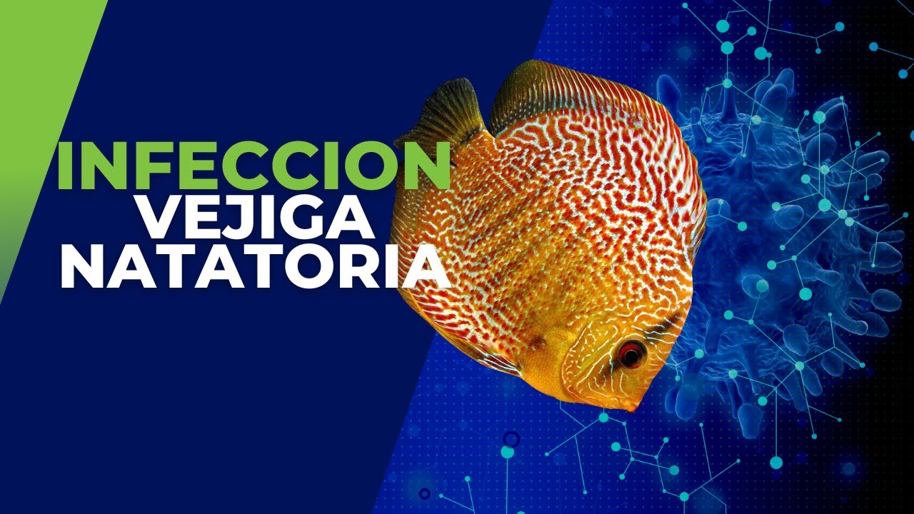 Infección de Vejiga Natatoria en Peces Disco