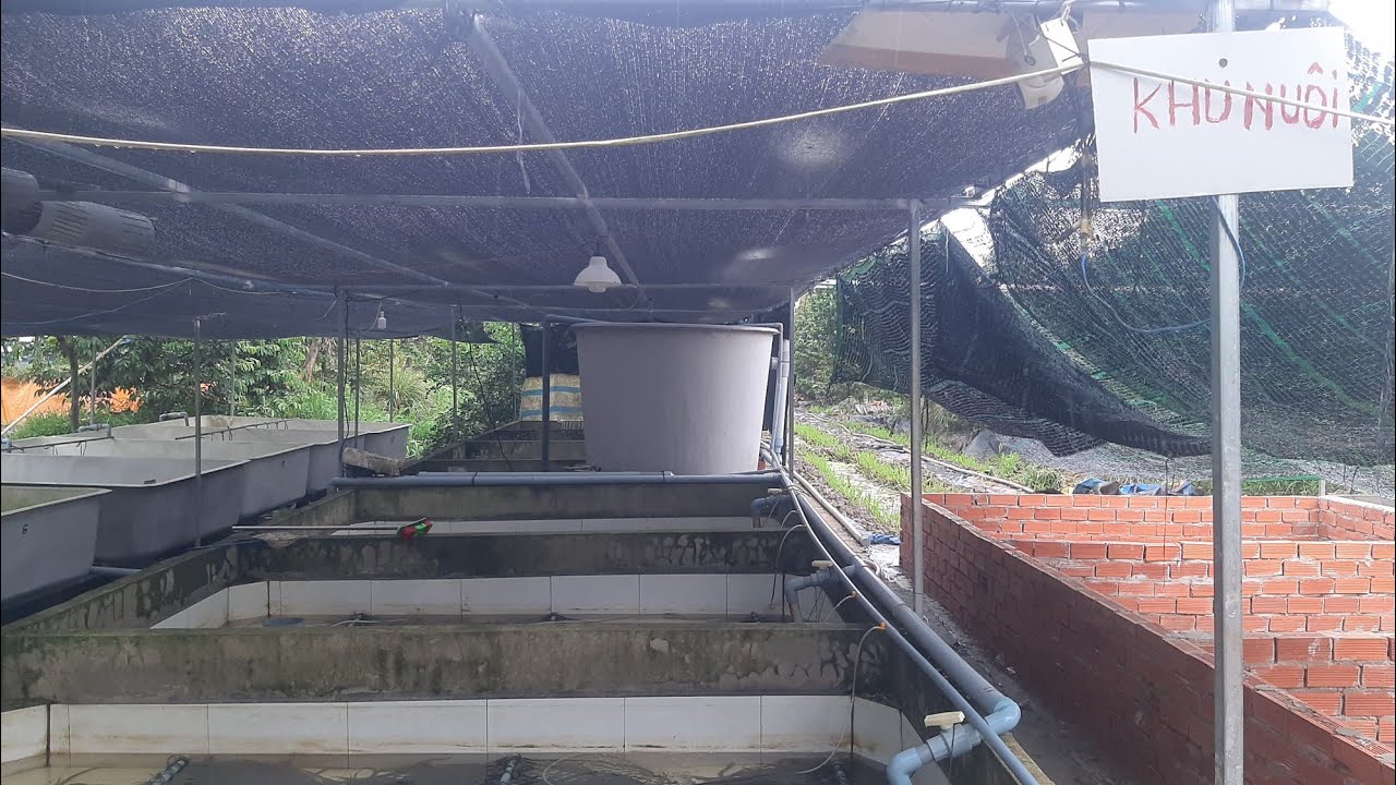 Tập 130 so sánh giữa NUÔI TUẦN HOÀN và THAY NƯỚC HÀNG NGÀY (Eel farm).