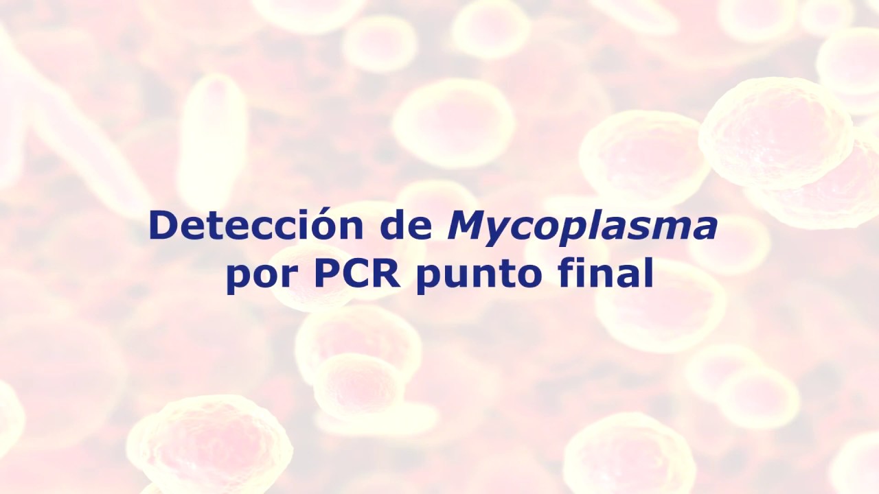 LEI | Detección de Mycoplasma por PCR punto final