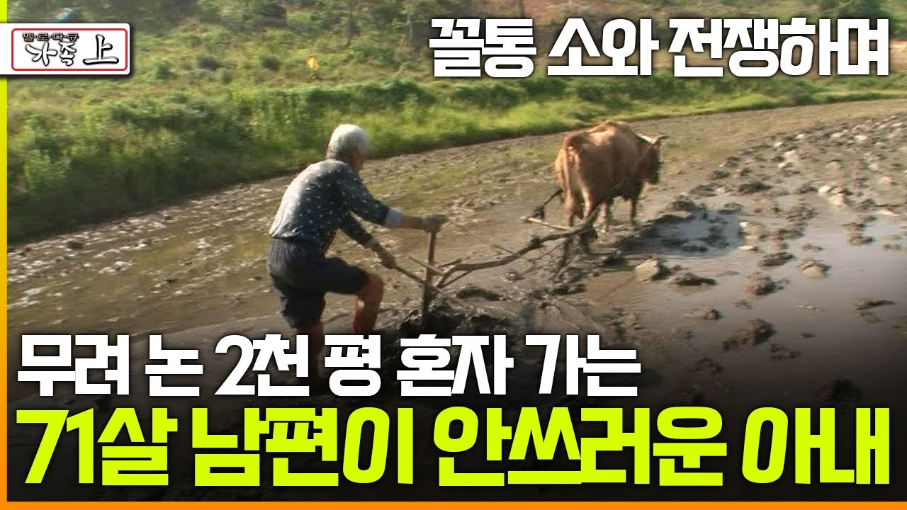 [멜로다큐 '가족' 278회 上] 꼴통 소와 전쟁하며 무려 논 2천 평 혼자 가는 71살 남편이 안쓰러운 아내
