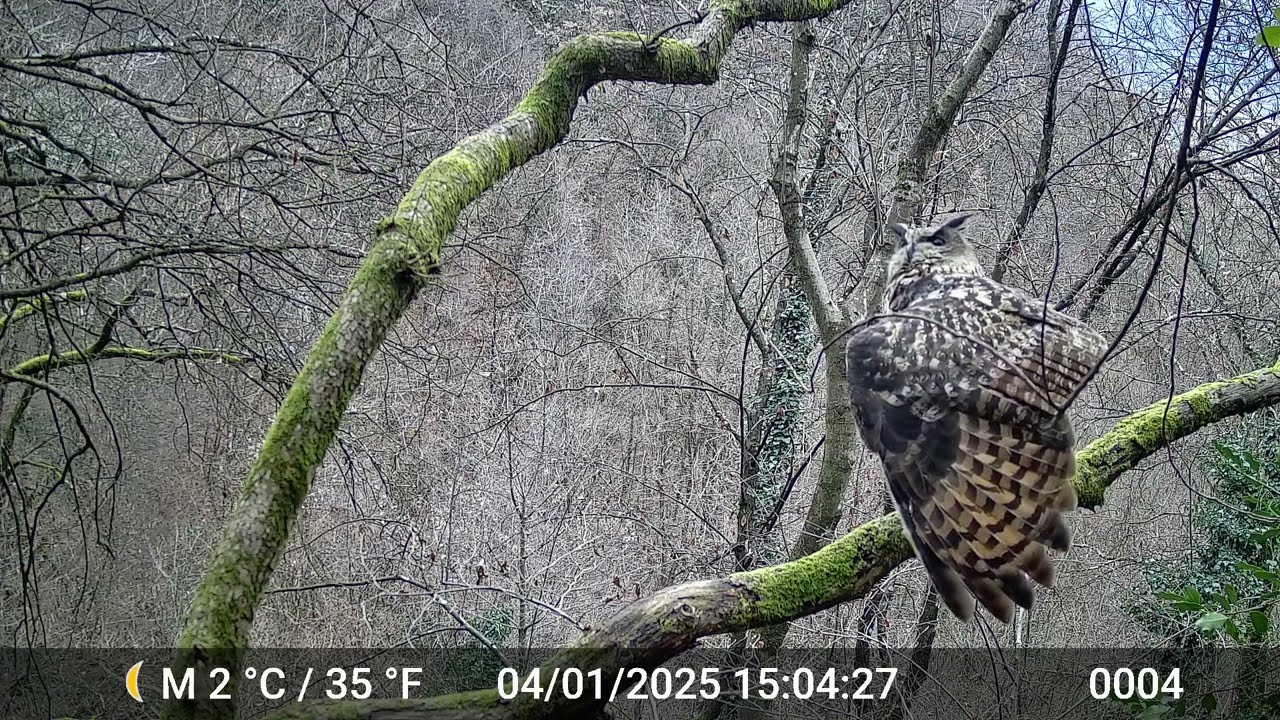 Hibou Grand Duc en Chartreuse