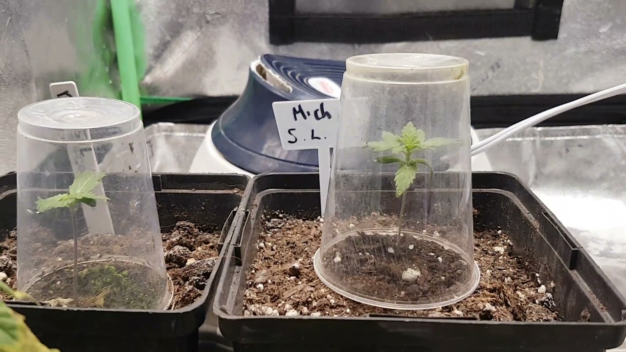 Clones and Seedlings and Lights OH MY!! #unitfarm #uf1000  A Cannabis Grow story