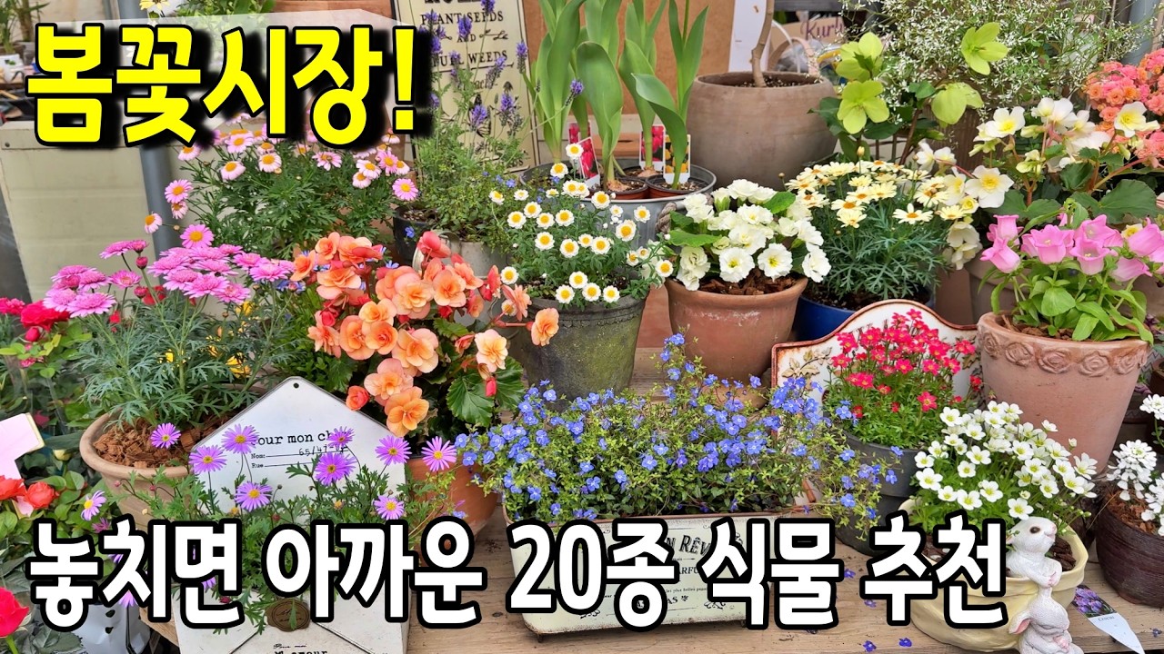 꽃시장 가기 전 필수 시청! 올 봄에 꼭 사야만 하는 봄꽃 20종 / 지금 안 가면 후회하실걸요?! 놓치기 아까운 식물 쇼핑 함께해요!