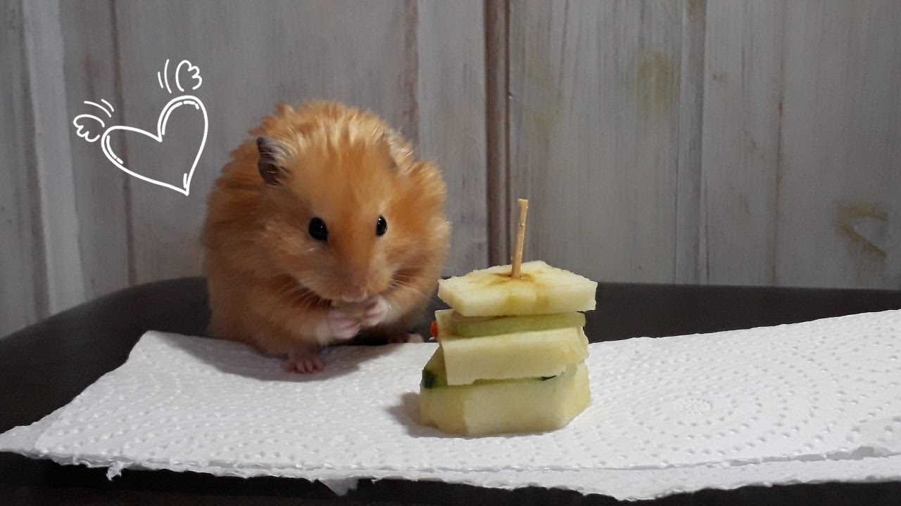 CUTE HAMSTER EATS TINY CAKE 😍