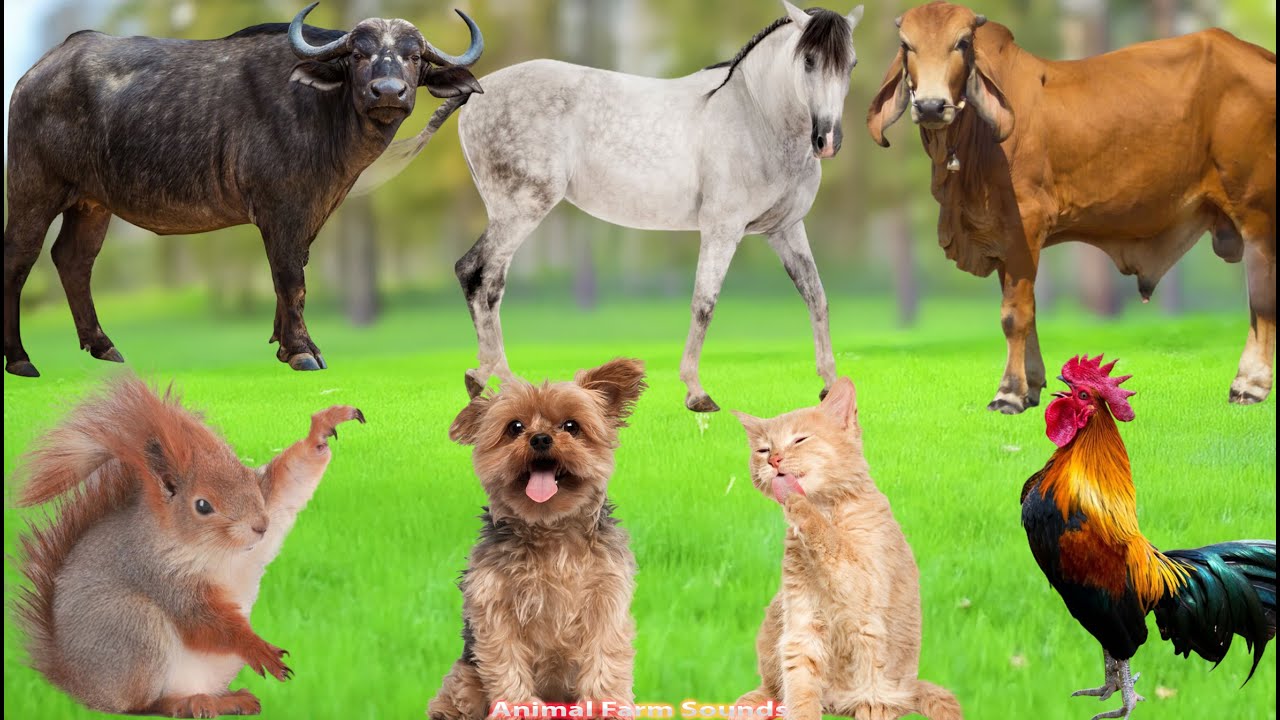 Collection of Cute Animal Sounds: Cow, Goat, Squirrel, Sheep, Cat, Pig, Dog, Horse - Animal Sounds