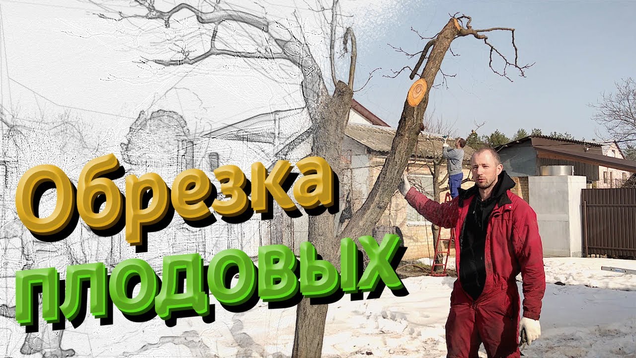 Обрезка плодовых деревьев от Козырного агронома