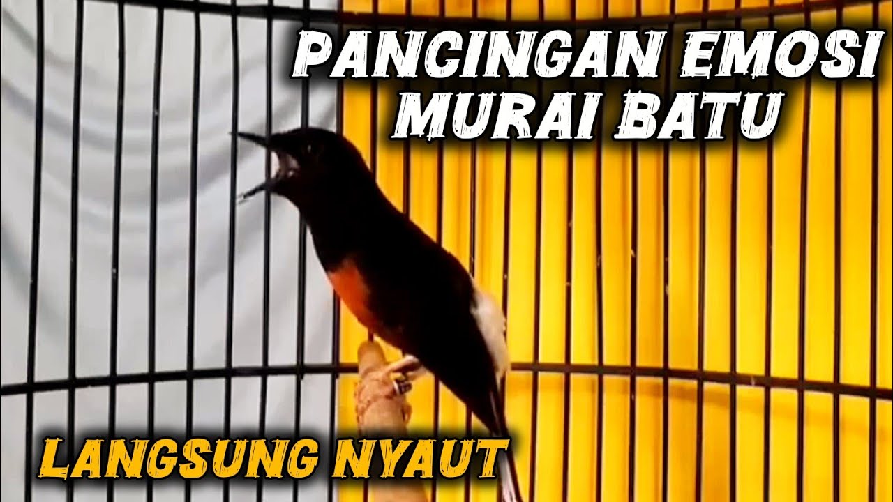 Pancingan murai gacor,macet,malas bunyi langsung respon #pancinganmuraiagarbunyi #murai #muraibatu