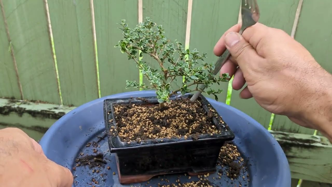 How to Save a Bonsai from Root Rot #bonsai #how #gardening