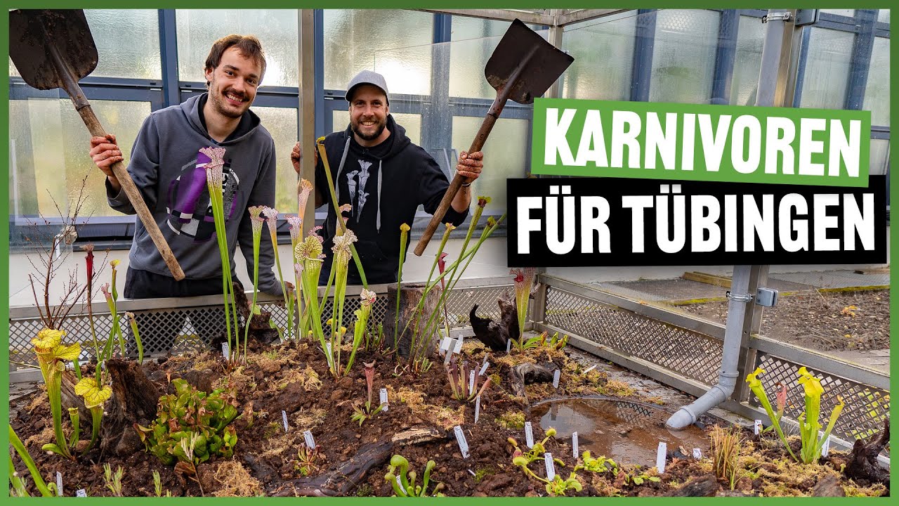 #198 Karnivoren Moorbeet in XXL Vitrine, das neue Highlight im botanischen Garten