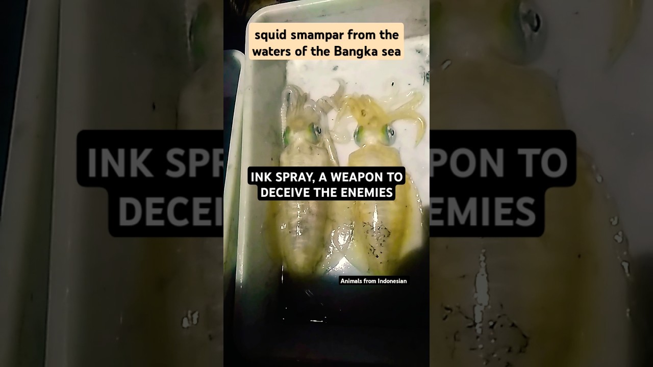 INK SPRAY, A WEAPON TO DECEIVE THE ENEMIES#animals #squid#shorts