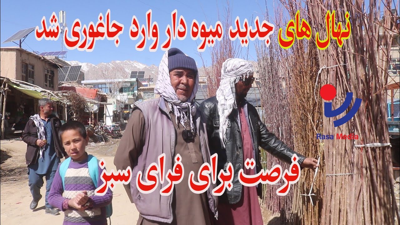 بازار گرم نهال فروشی درآستانه بهار جاغوری.