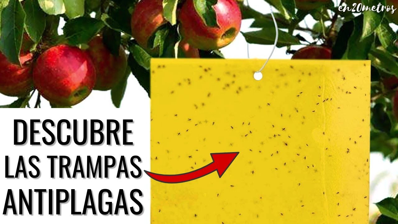 TRAMPAS CROMÁTICAS contra PLAGAS y MOSCA del sustrato: fácil de usar sin insecticidas || en20metros