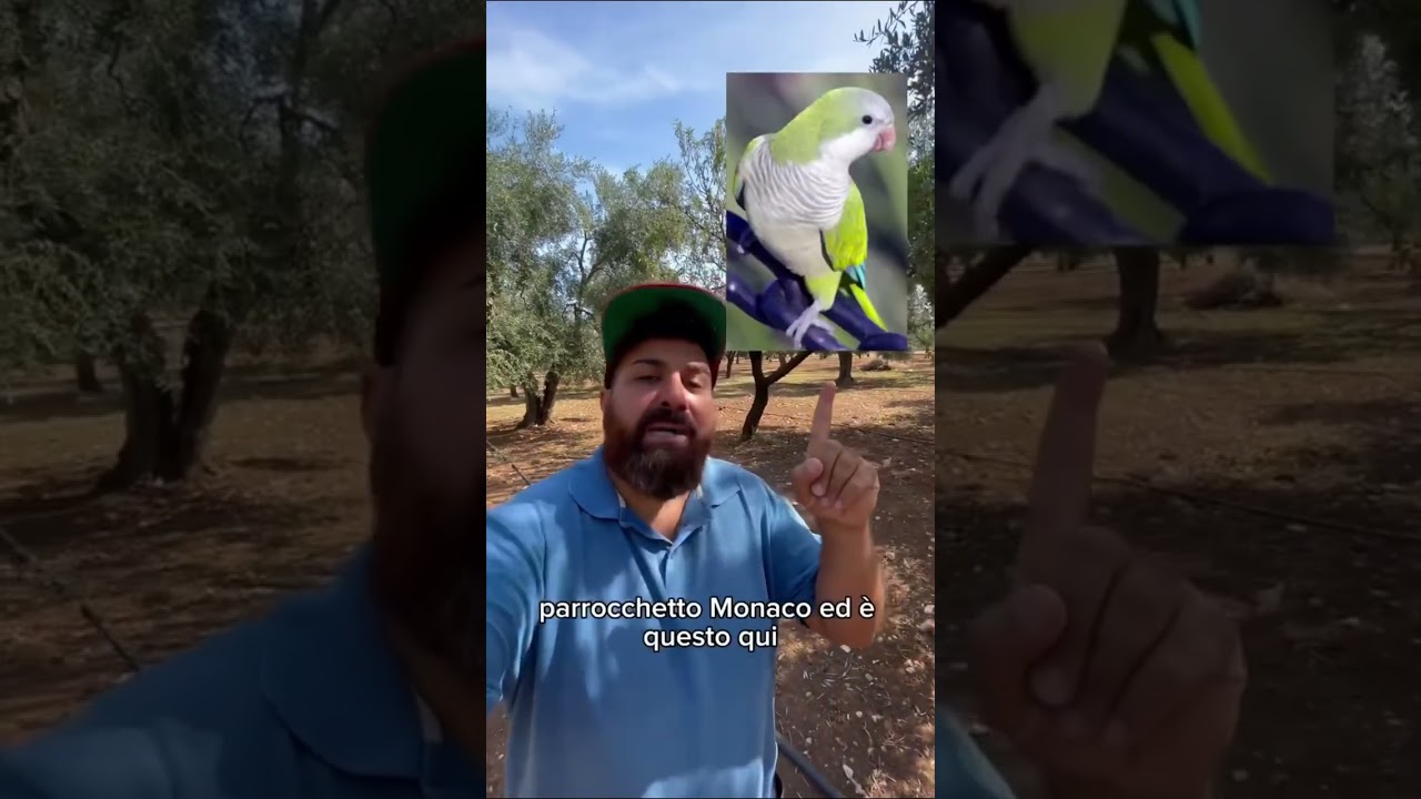 Puglia, allarme sul pappagallo verde: si schiera anche l&rsquo;agricoltore influencer Michele Monopoli