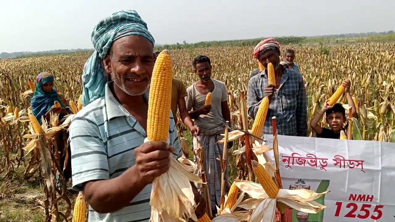 Nuziveedu Seeds NMH 1255