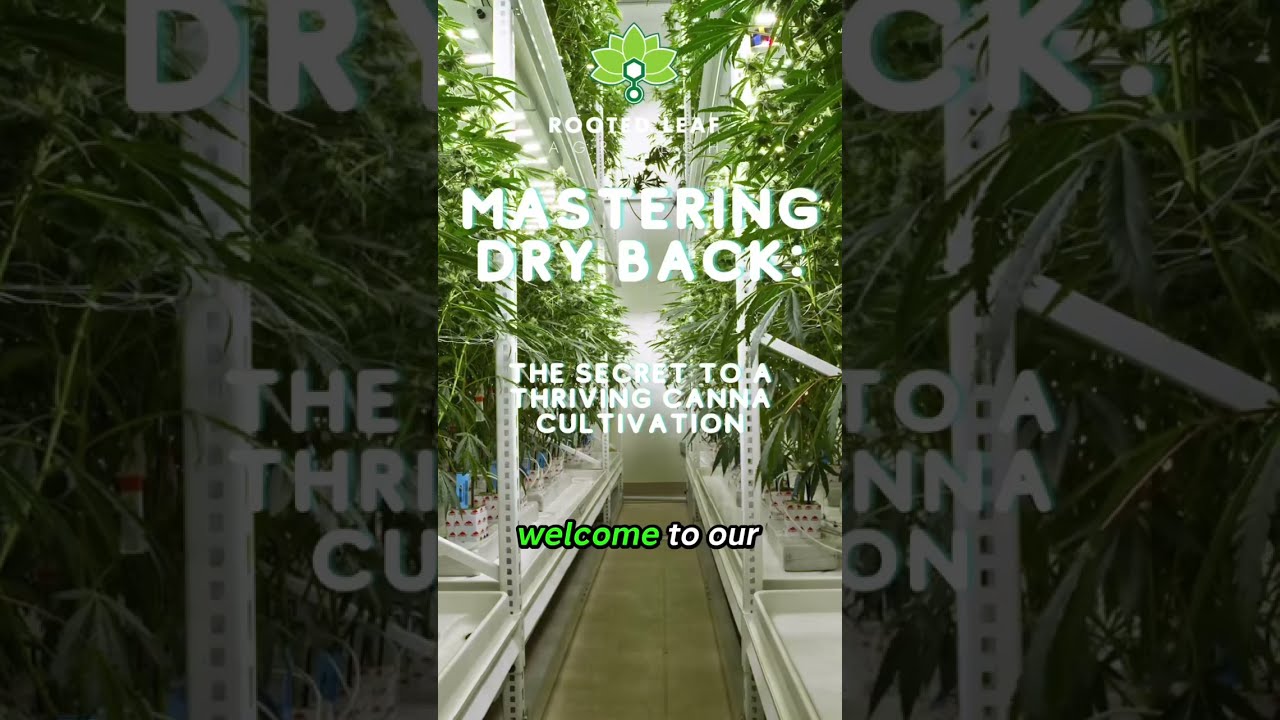 Mastering Dry Back when growing Canna!