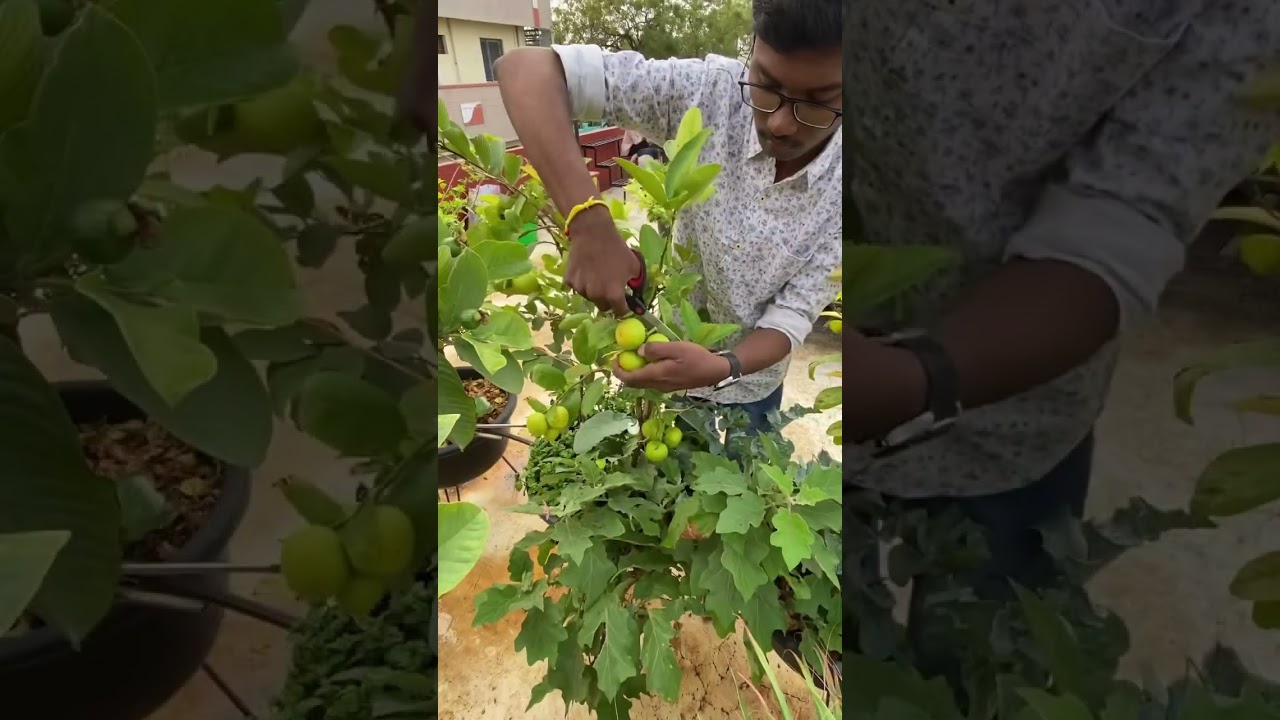 First harvest of Thai lemon 🍋