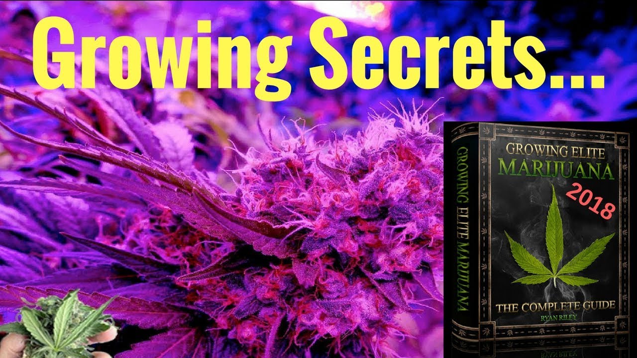 How to Grow Weed Indoors - Master Grower Guide Reveals Secrets to Growing Marijuana