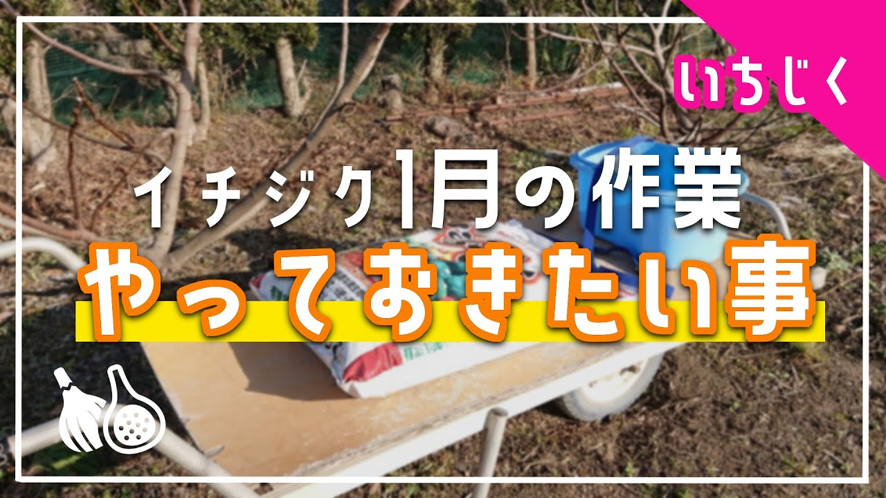 【イチジクの1月の作業】有機肥料栽培の場合にやっておきたい事