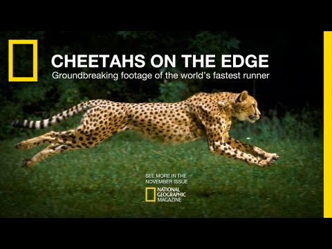 Cheetahs on the Edge — Director's Cut | National Geographic