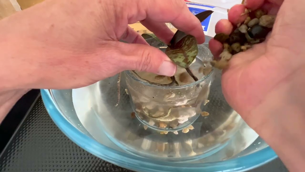 Как я пересаживаю саженец фаленопсиса шиллериана (пошагово)