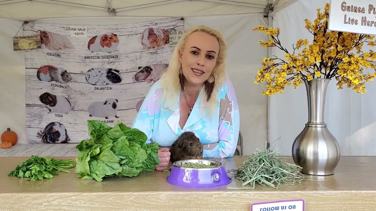 How Much Should I Feed my Guinea Pigs?