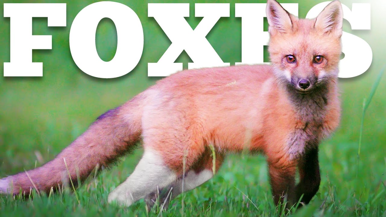 The Life of Baby Red Foxes on The Wildlife Homestead
