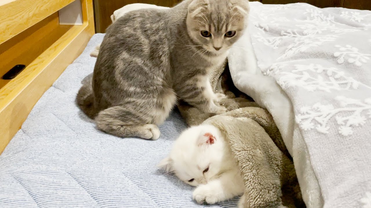 Лулу была так добра, когда нашла сонного котенка!