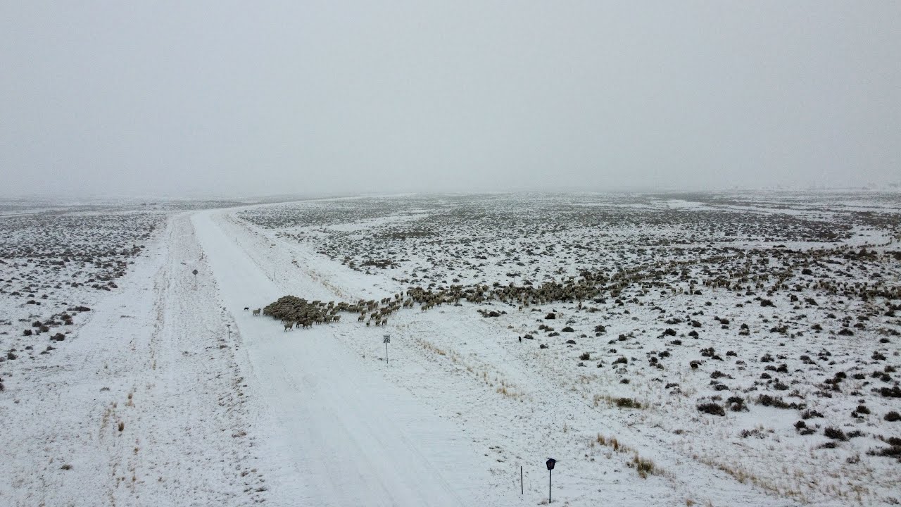 Western Wyoming full sheep 🐑 video