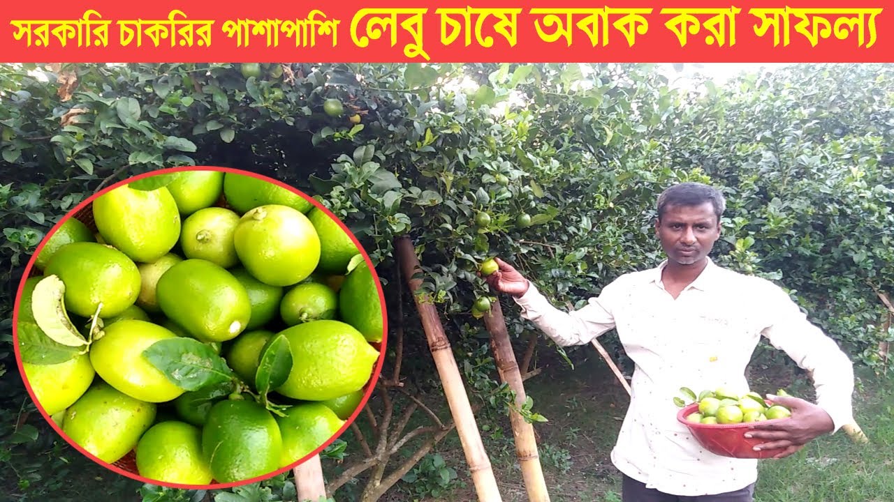 সরকারি চাকরির পাশাপাশি, লেবু চাষে অবাক করা সাফল্য । নাটোর । Swadesh BD ।