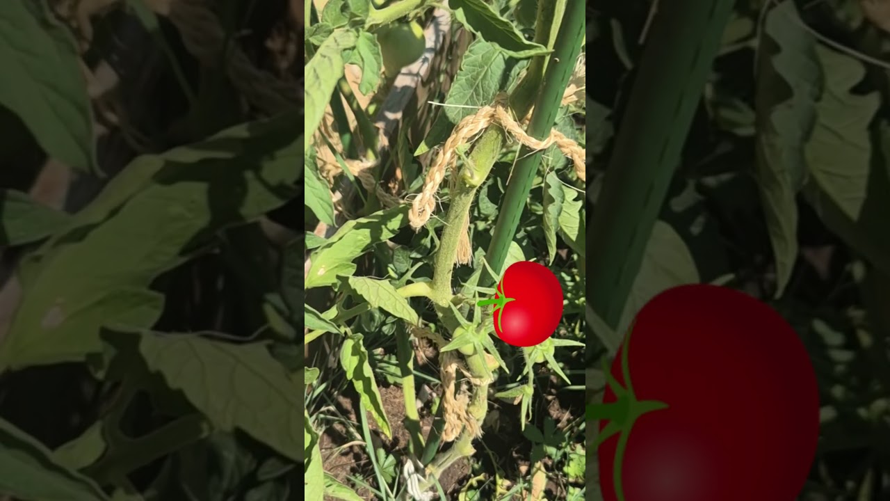 🍅 Astuce pour rougir tes tomates + vite ☀️👇 