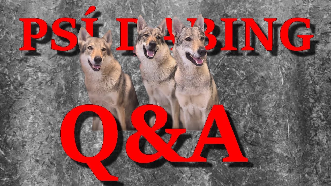 Q & A - Odpovídají naši psi (Psí dabing)