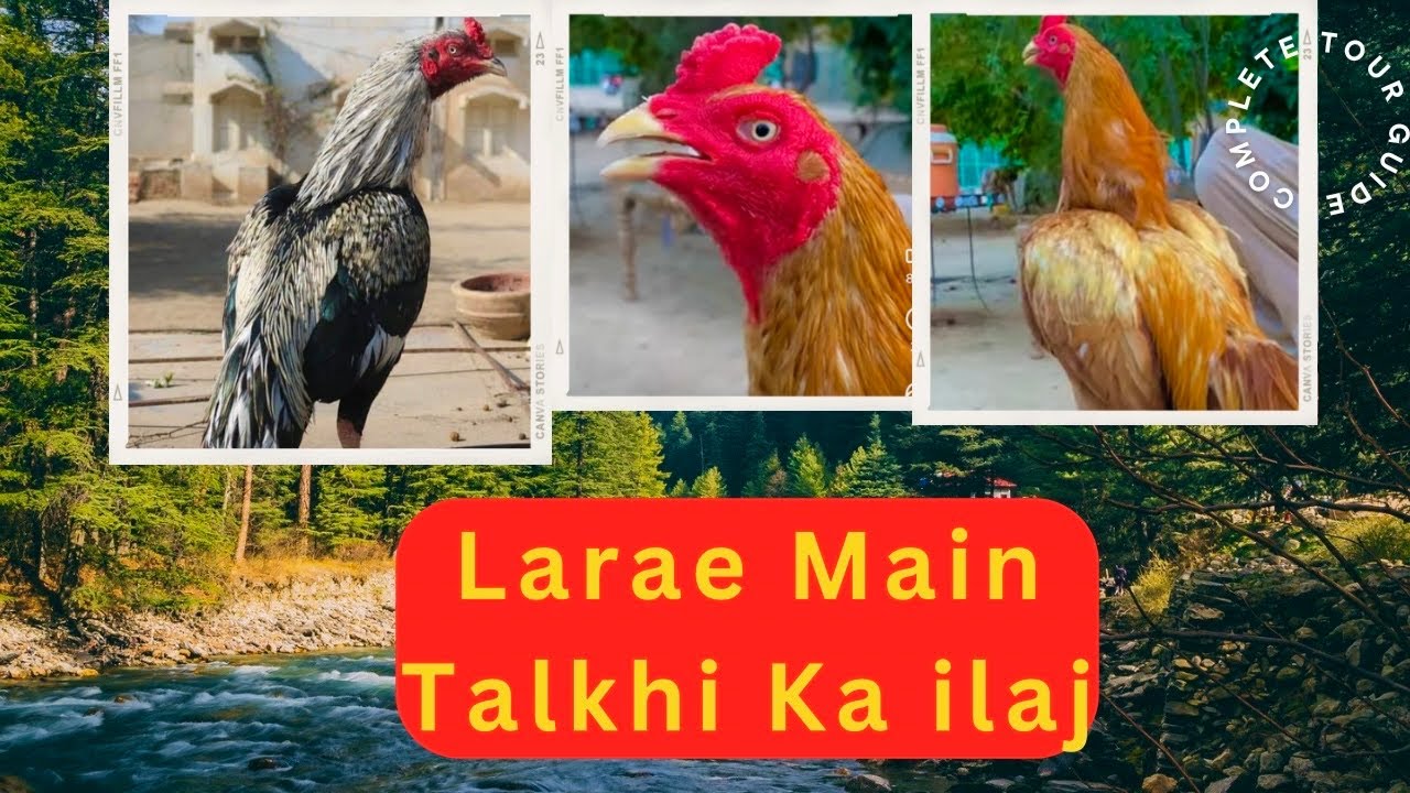 اس انجیکشن سے مرغا میدان میں ہرگز تلخی نہیں کرے گا